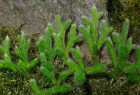 Bärlapp-Gewächse (Lycopodiaceae)