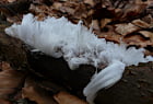 Haareis – eine seltene winterliche Naturerscheinung