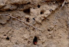 Wildbienenfreundlicher Garten