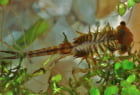Urzeitkrebs Eubranchipus grubii