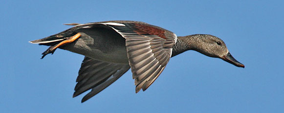 Schnatterente (Anas strepera)