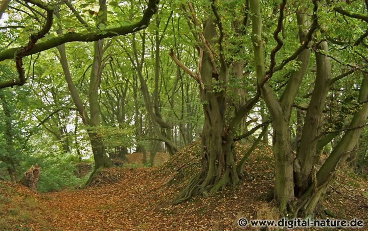 Entstehung des Wäldchens durch eine Hainbuchen-Hecke