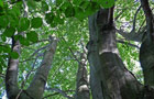 Alte Bäume: Waldbilder