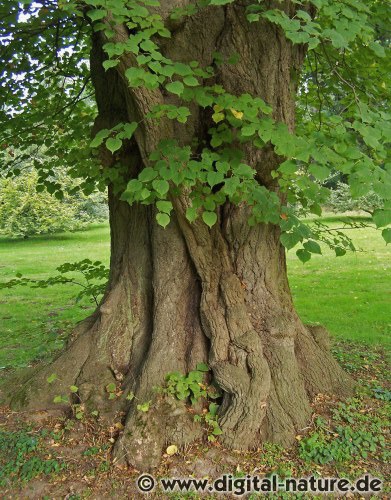 Eine Linde im Kurpark Bad Nenndorf Wilhelmshain