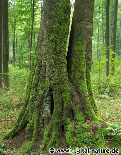 Zwillingsbuche im nördlichen Ith