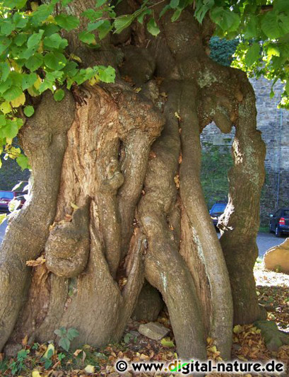 Gerichtslinde vor der Schaumburg