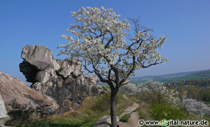 Obstbaum bei der Teufelsmauer