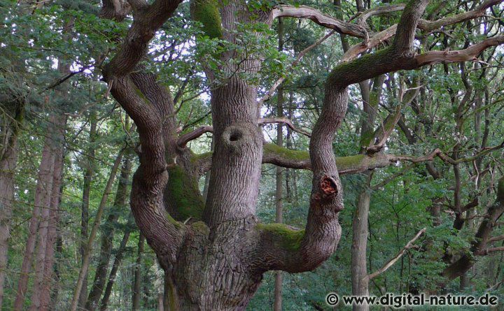 Naturpark Wildeshauser Geest