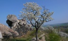 Bild Acht