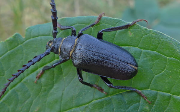 Totholz-Käfer Prionus coriarius (Sägebock)