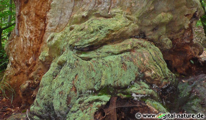 Ein Baumwesen aus dem Urwald Sababurg