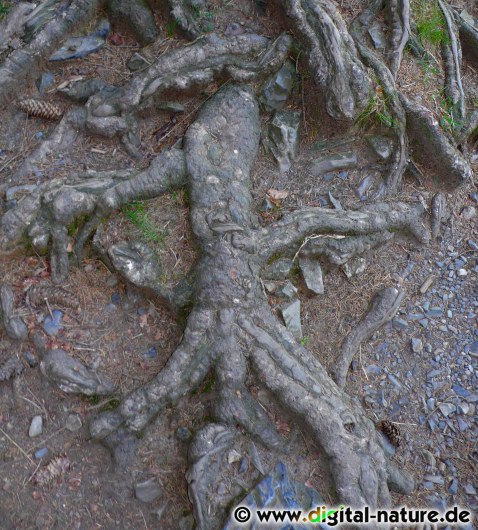 Wurzelwesen aus dem Okertal