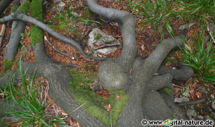 Ein Wurzelwesen auf dem Amelungsberg
