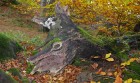Bild Neun