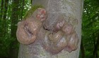 Bild Drei