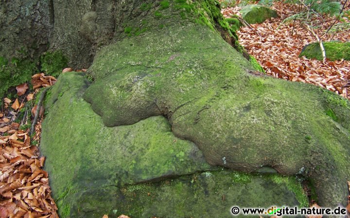 Buchenwurzel wächst über Felsen