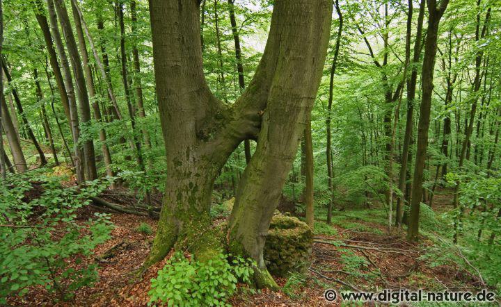 Verwachsung zweier Buchen im Ith