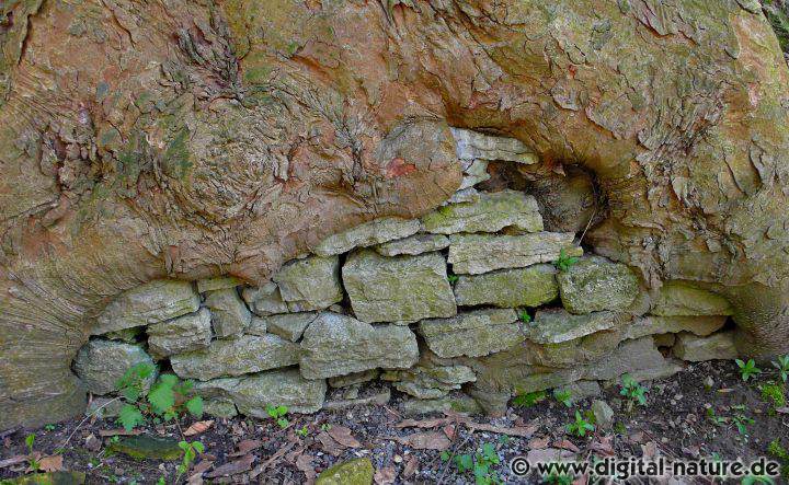 Eingewachsene Mauer