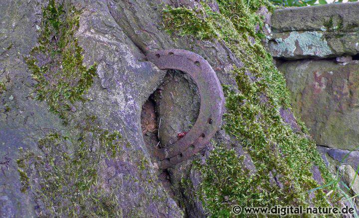 Eingewachsenes Hufeisen