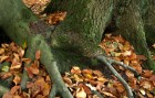 Bild Sieben