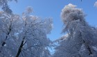Bild Sechs