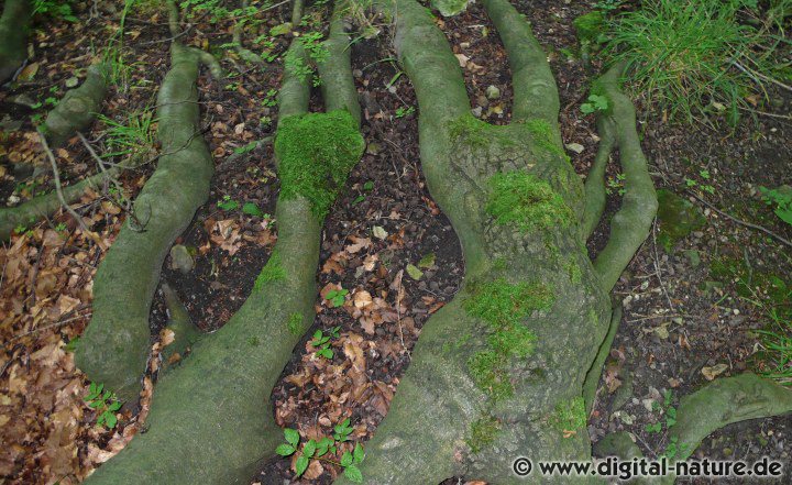Buchenwurzel im Sackwald