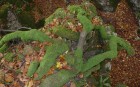 Bild Neun
