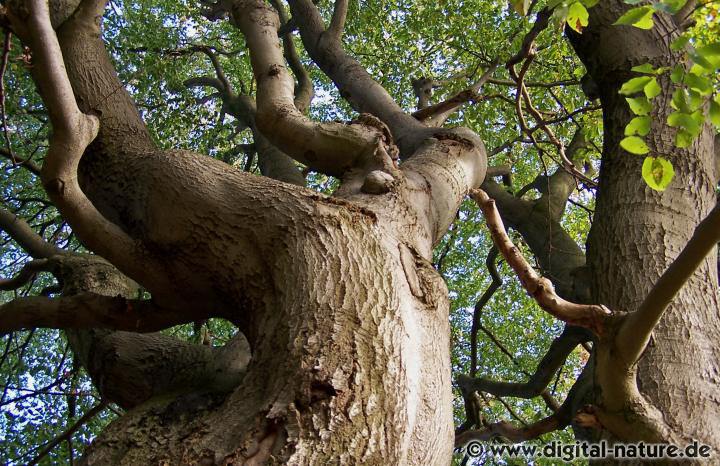 Baumriese bei Nienburg