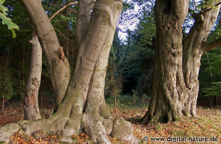 Baumriesen in Stöckse