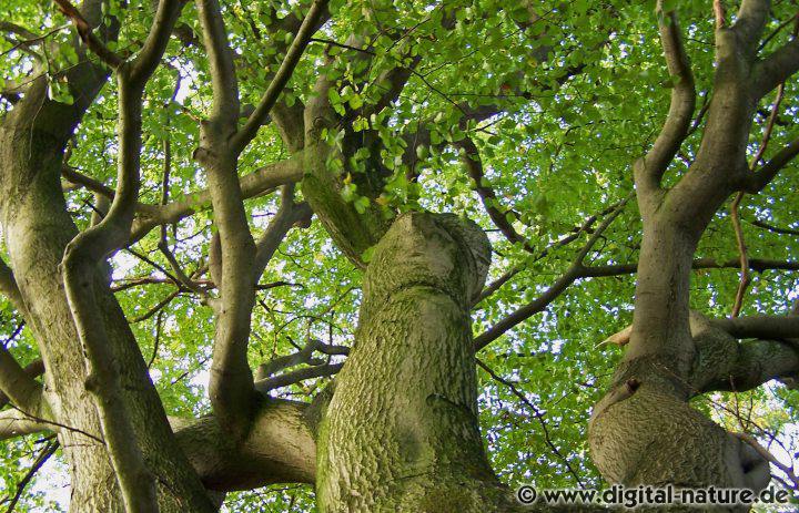 Blick ins Kronendach