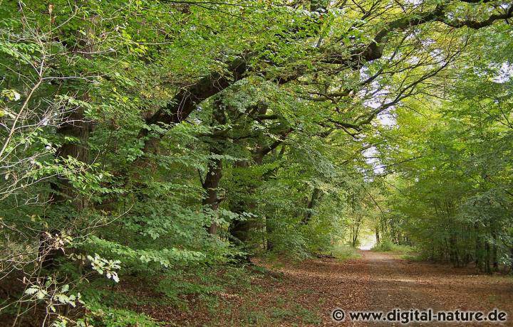 Waldweg bei Stöckse