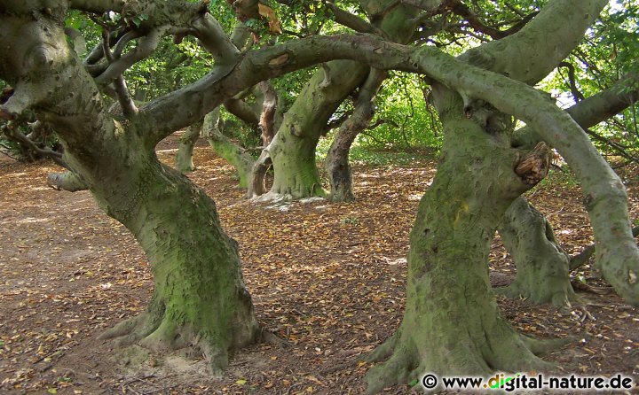 Zahlreiche Exemplare wurden unter Naturschutz gestellt