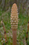 Naturfotografie