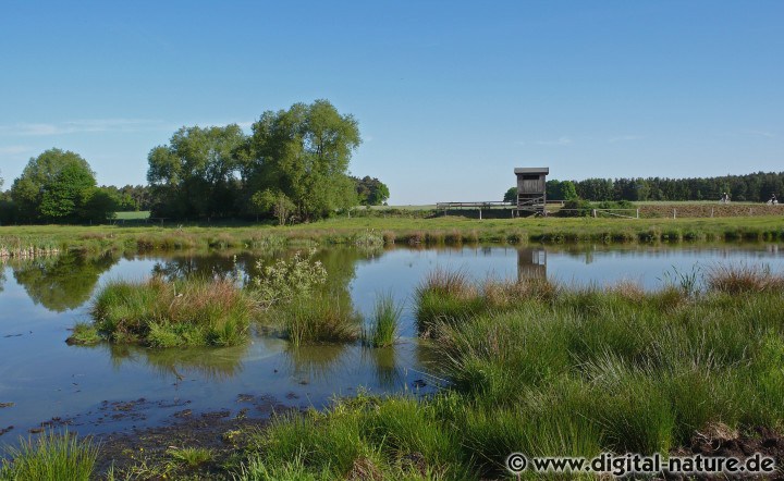 Moorfrosch und Laubfrosch in den Meerbruchswiesen