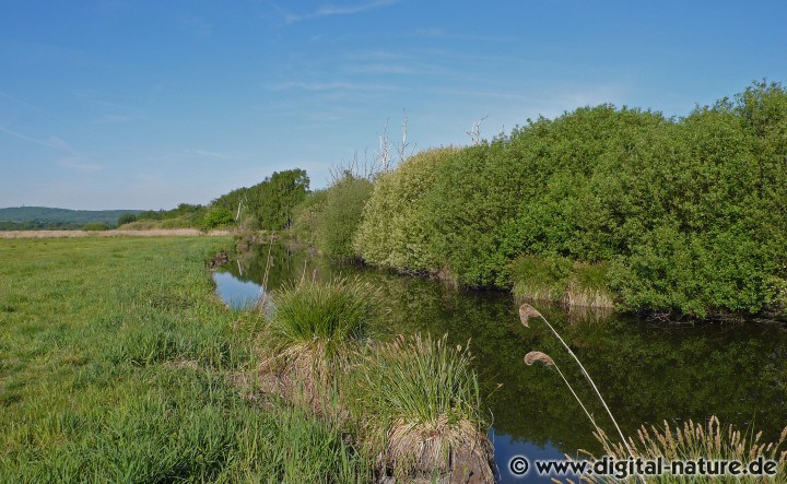 Der Steinhuder Meerbach verbindet die Weser mit dem Steinhuder Meer