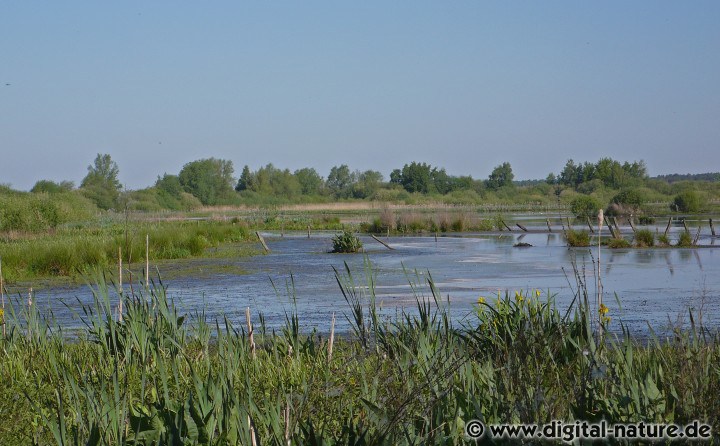 Erlenbruchwald und Röhrichtgürtel im Meerbruch