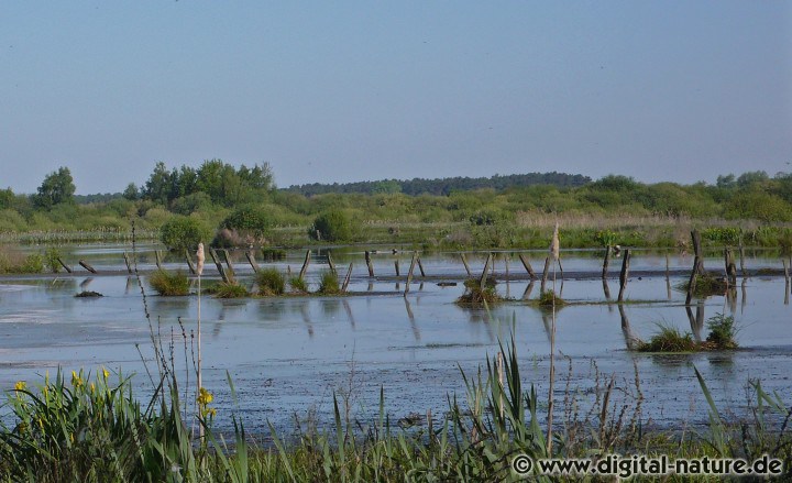 Erlenbruchwald mit Niedermoor-Charakter im Hagenburger Moor