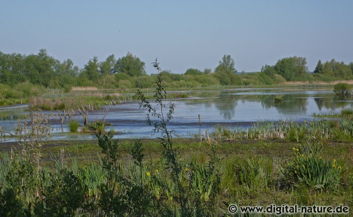 See- und Fischadler in den Meerbruchswiesen