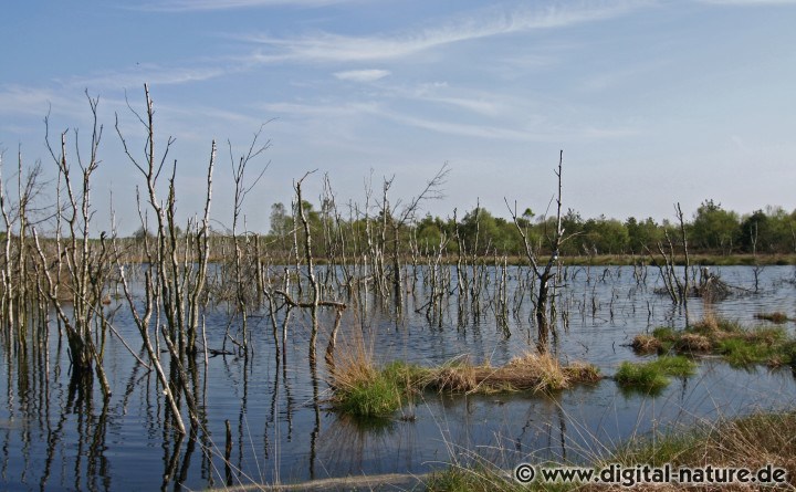 Seltene Arten im renaturierten Moor