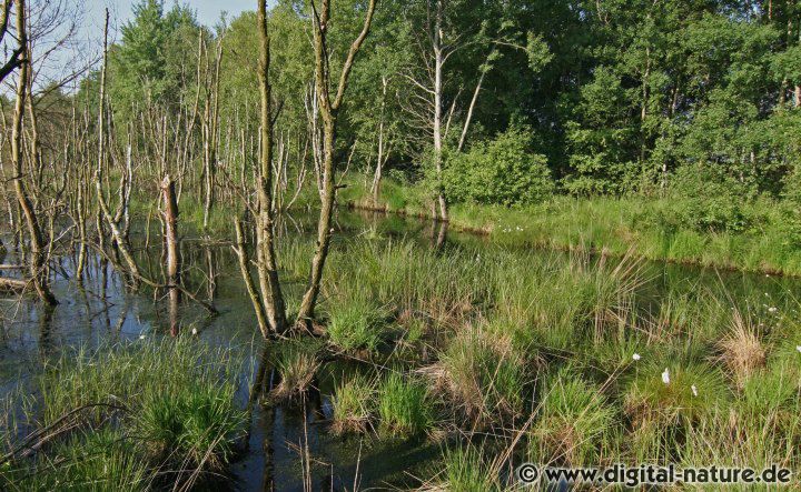 Steinhuder Meer-Umland mit seinen Moor-Biotopen