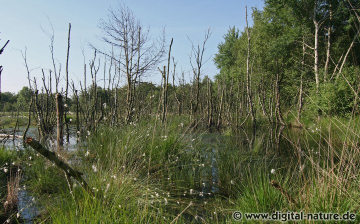 Sandtrockenrasen und Heide-Biotope beim Toten Moor