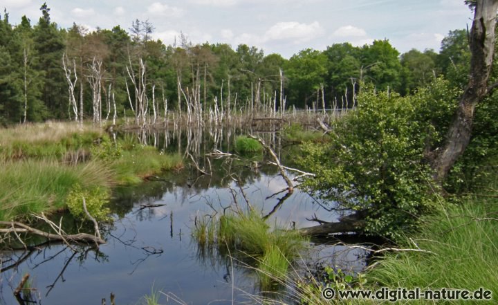 Hochmoor-Charakter