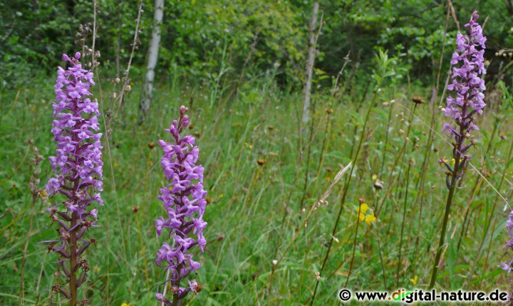 Steinbruch Bockshorn ist ein bedeutender Orchideenstandort