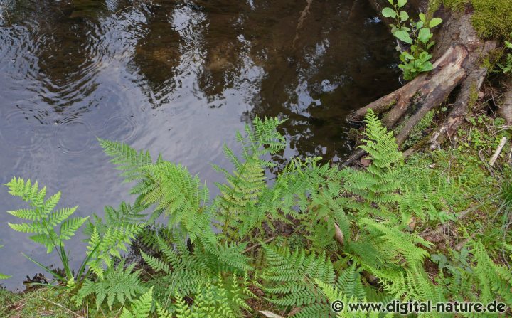 Mittelgebirgsbach: Der Große Steinbach