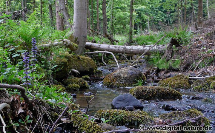 Die Quelle des Großen Steinbachs bei der Hohen Egge