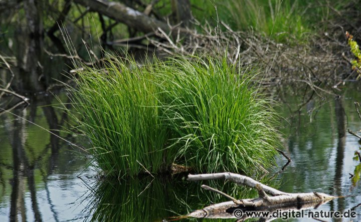 Amphibien und Reptilien im Wunstorfer Moor