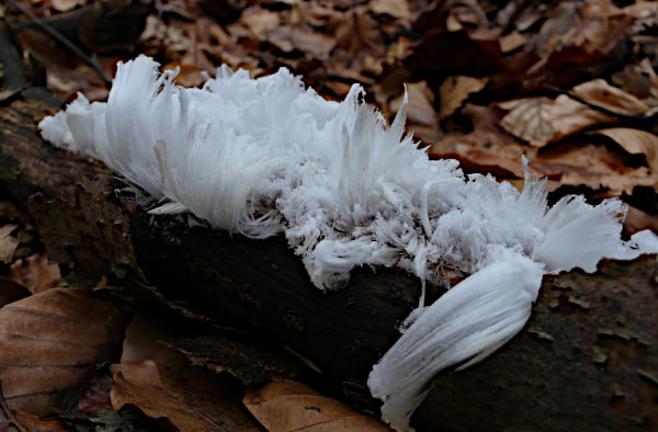 Filigranes Haareis im Winterwald