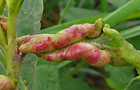 Wachtliella persicariae