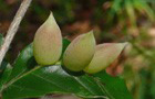 Buchengallmücke