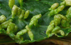 Eriophyes padi